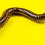 Sognare vermi, cosa significa? Tutto quello che bisogna sapere