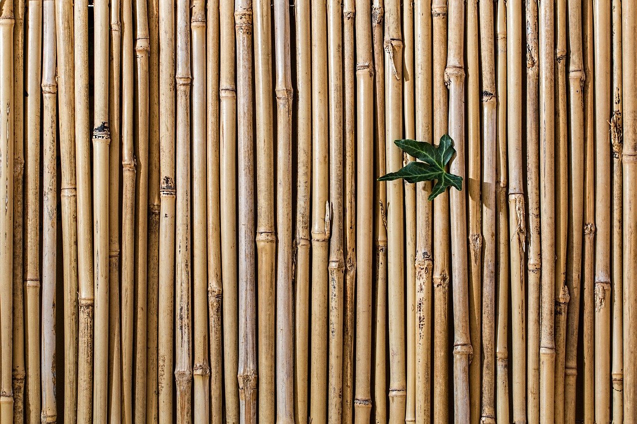 bambù-in-giardino