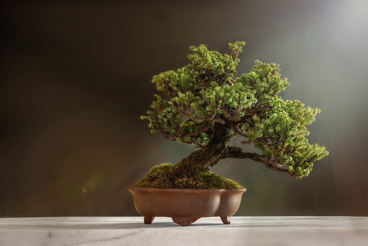 curare-un-bonsai