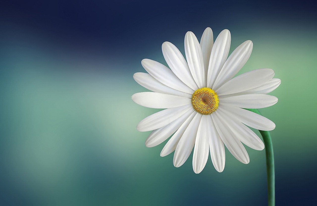 piante-con-fiori-bianchi