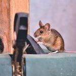 I 5 segnali che avete un topo in casa