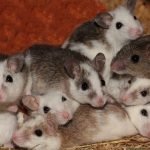 Topi e ratti: come risolvere il problema