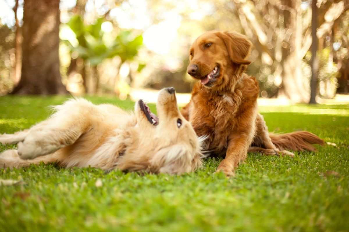 Cani che giocano all'aria aperta