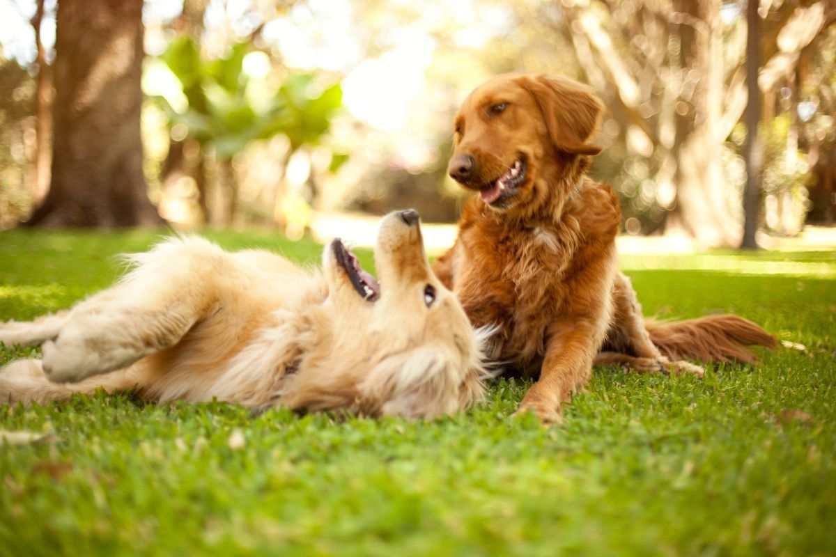 Due cani giocano sull'erba