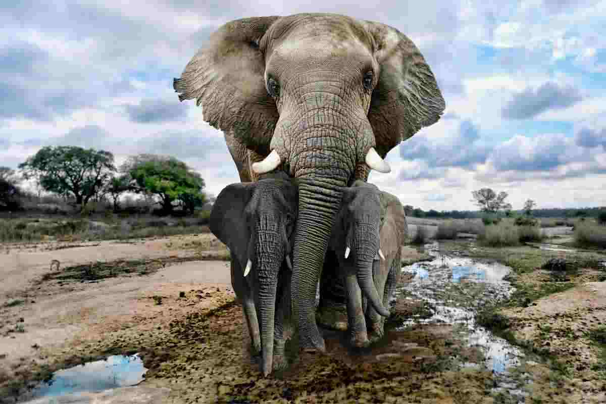 Elefanti, si chiamano per nome