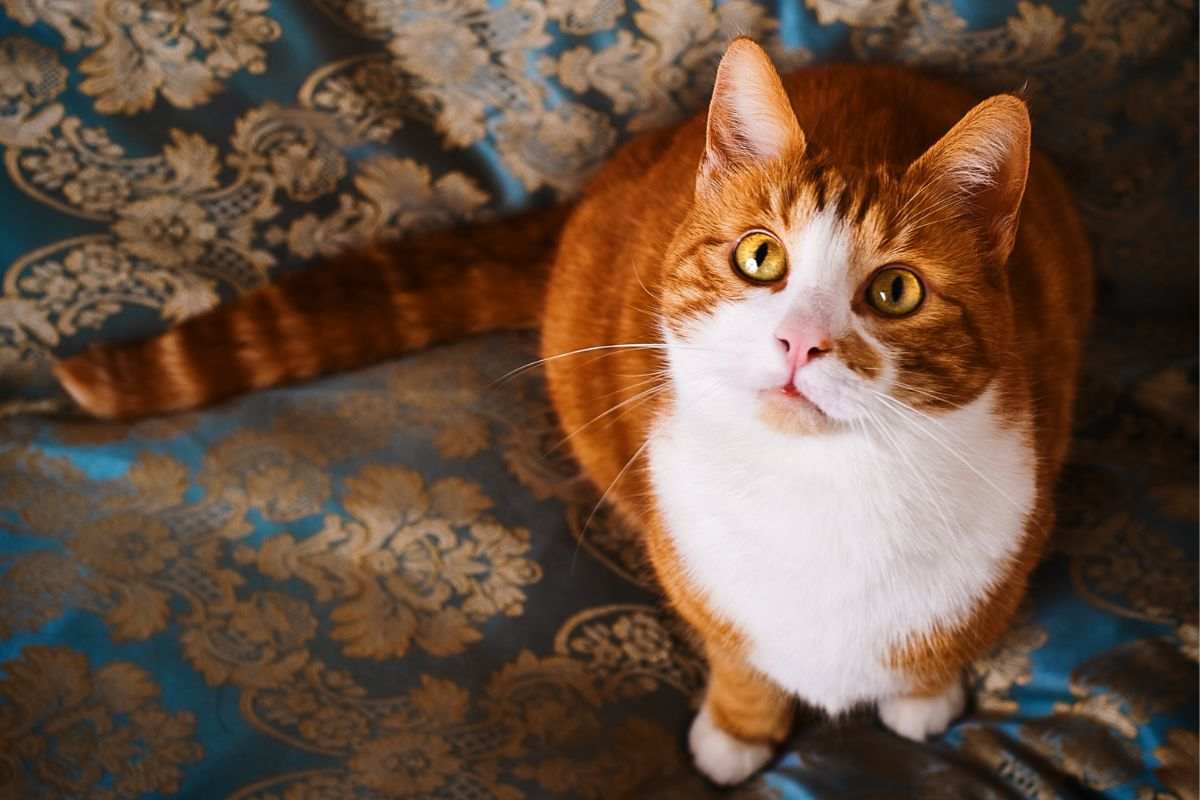 Gatto dal pelo bianco e arancione