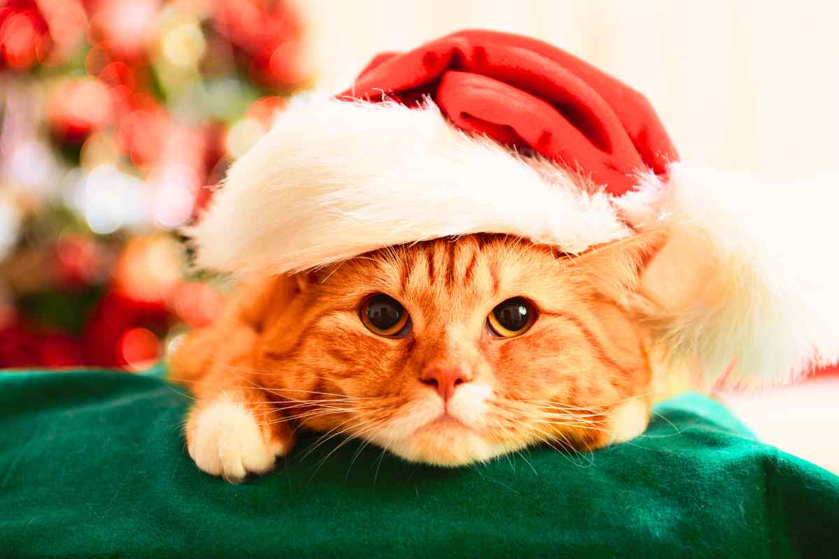 Gatto