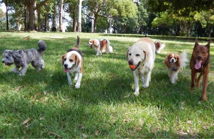 Gruppo di cani al parco