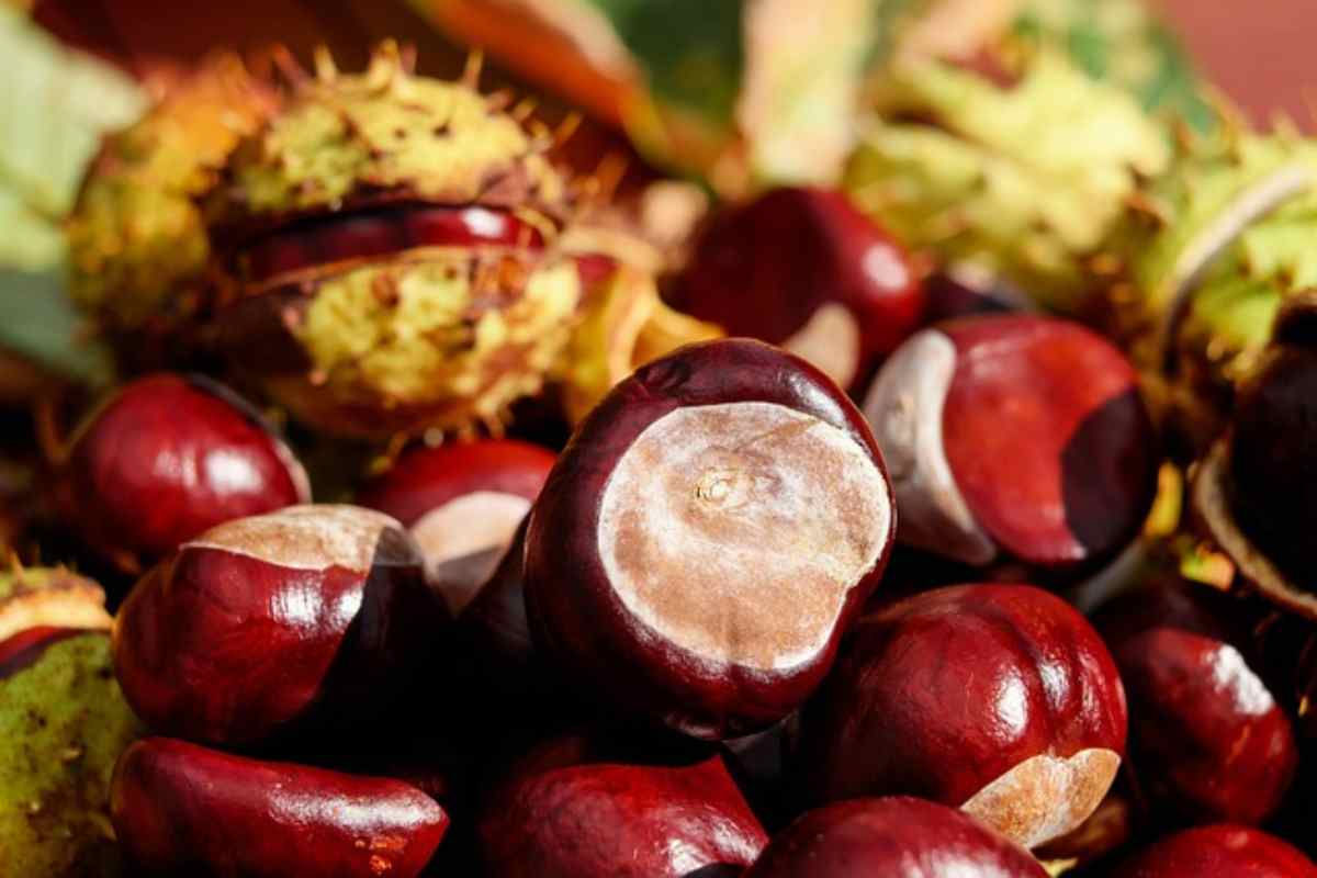 Conservare le castagne fresche e gustose