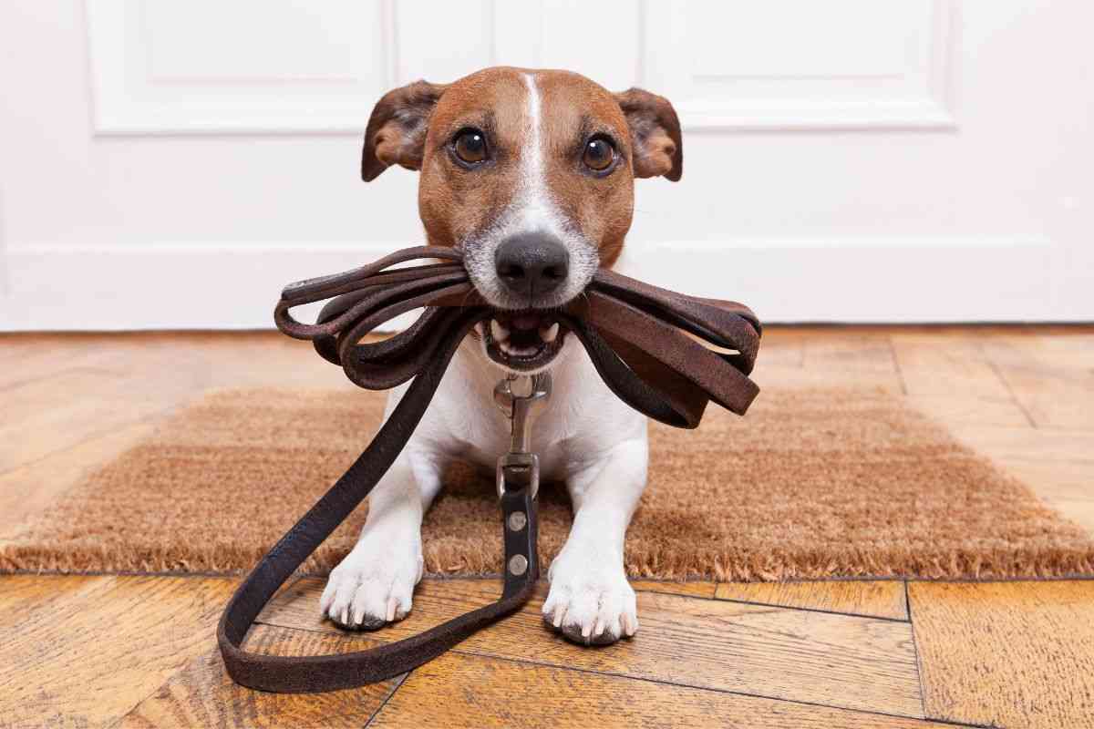 Cane con guinzaglio in bocca