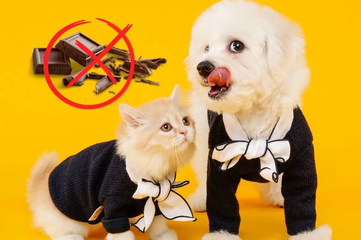 Cane e gatto in abiti eleganti