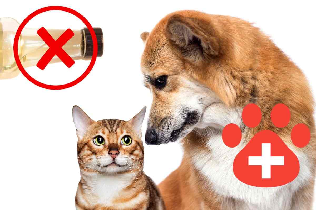 Cane e gatto
