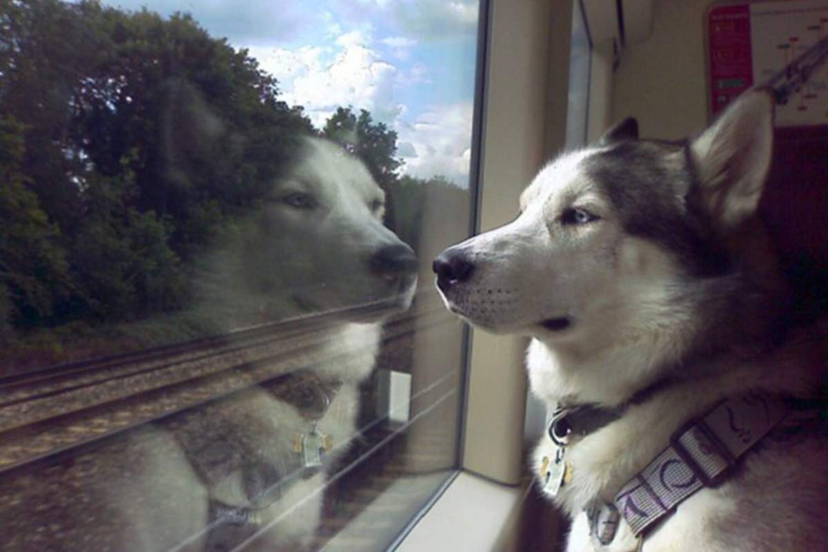 Cani gatti viaggiare treno diritti