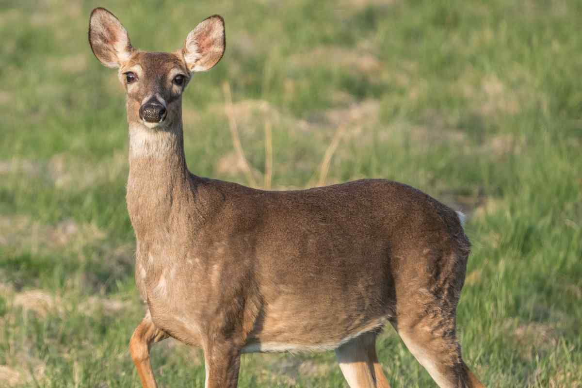 malattia cervi zombie CWD sintomi cause
