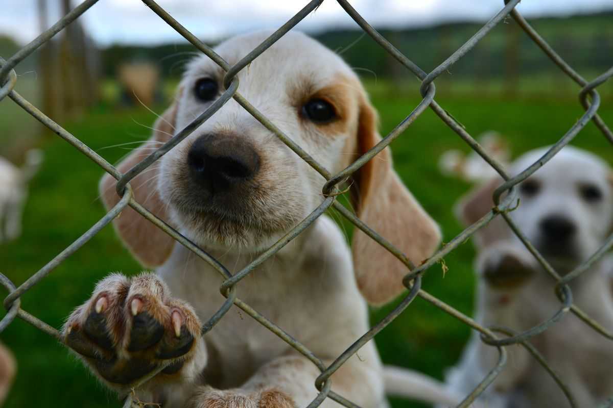 Cuccioli dietro una rete