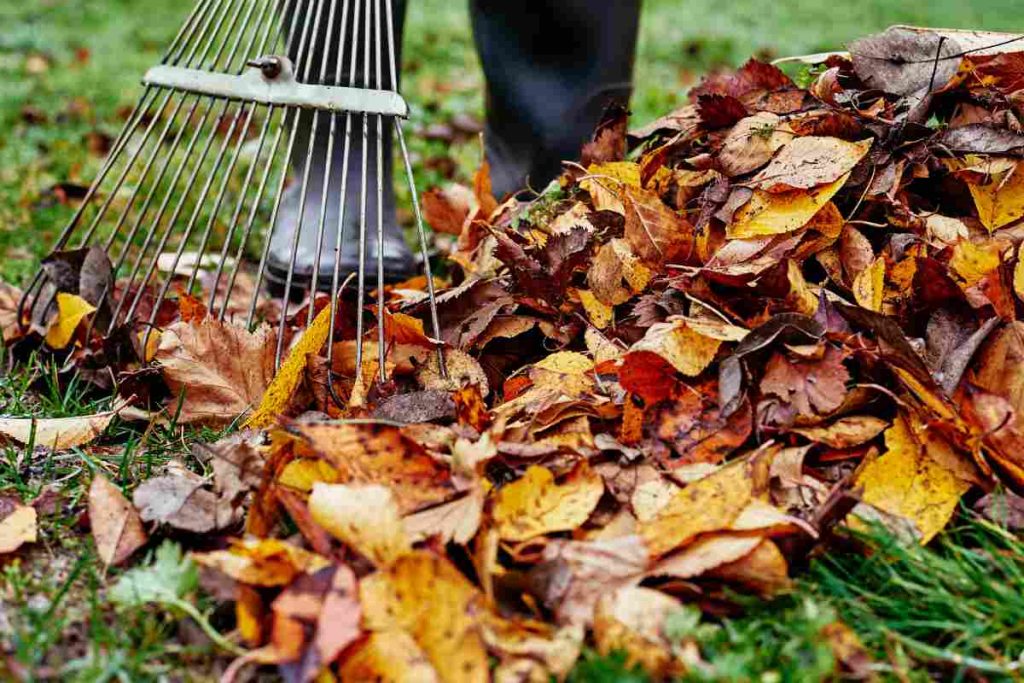 Foglie in giardino, dovresti correre a toglierle subito: ti sveliamo il ...