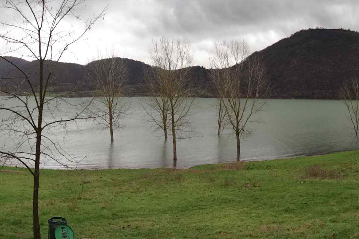 Lago fantasma, alberi dal lago