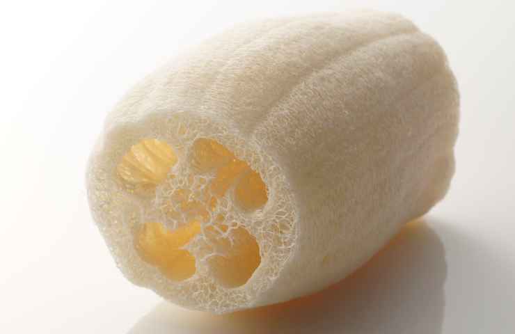 Luffa