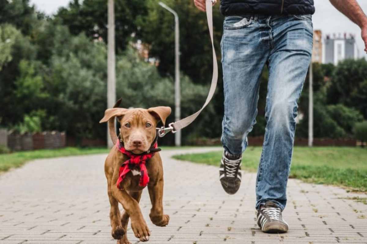 Passeggiata cane importanza