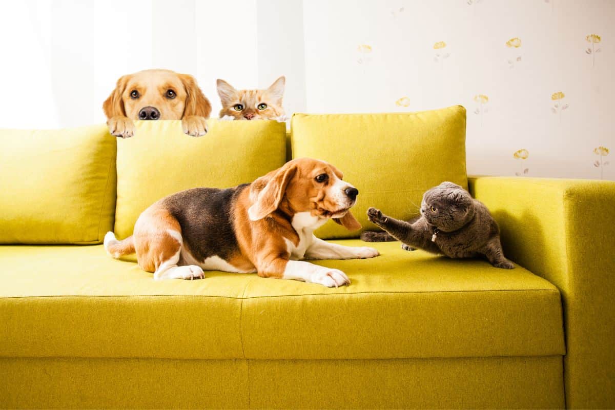 Cani e gatti sul divano