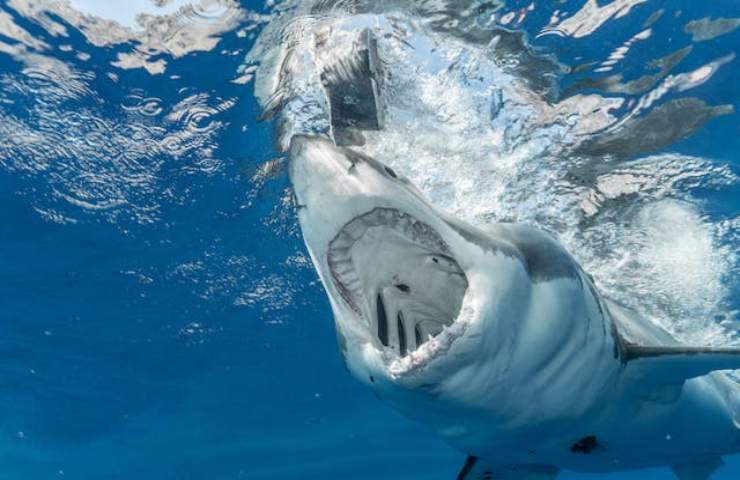 20enne di Parma attaccato da uno squalo