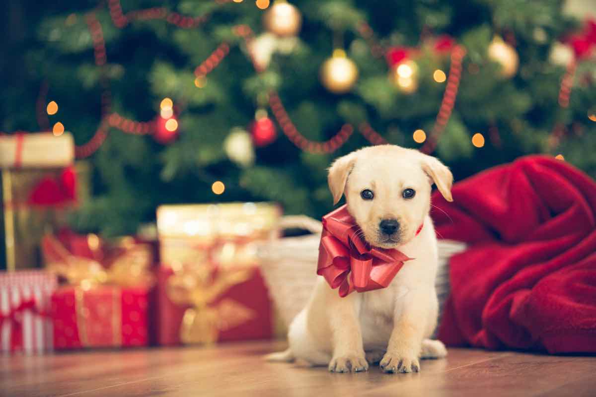 regalare cucciolo natale