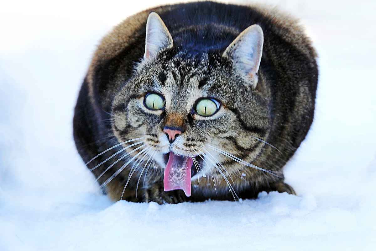 Gatto lecca neve