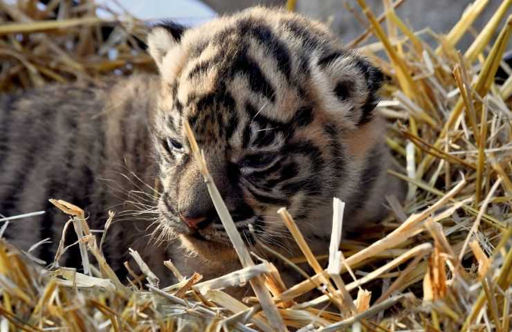 Cucciola di Tigre di Sumatra Bioparco