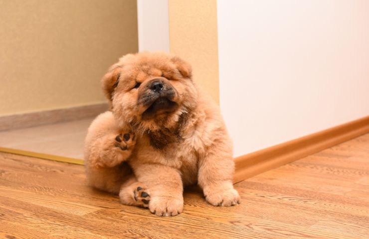 Cucciolo di cane si gratta