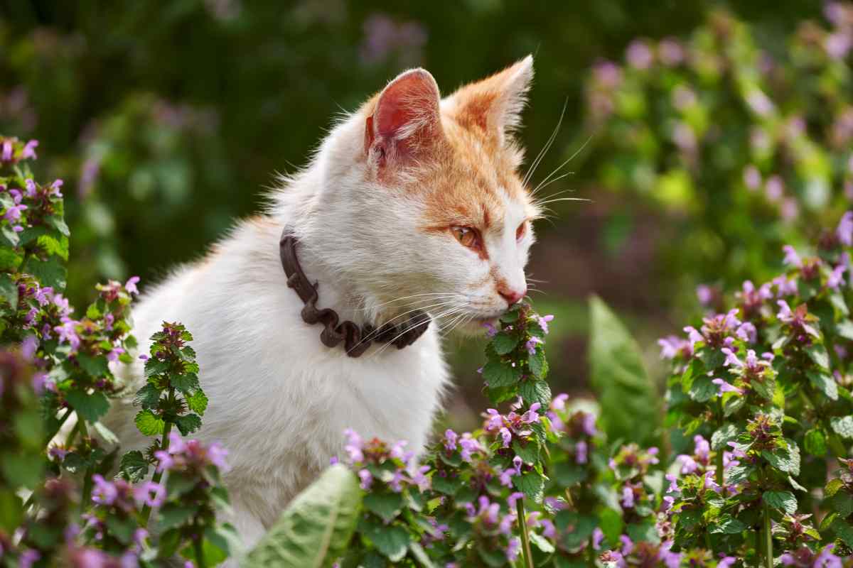 Gatto annusa pianta in un prato