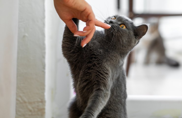 Dito sulla bocca di un gatto nero