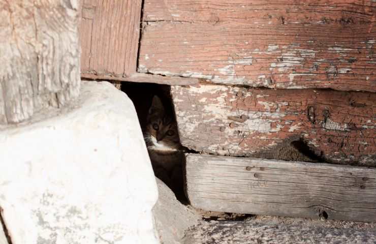 Gatto nascosto dietro un muro 