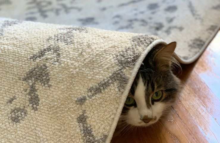 Gatto nascosto sotto il tappeto
