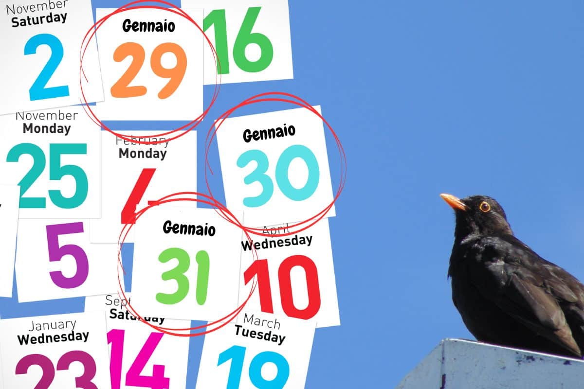 Fogli calendario e merlo