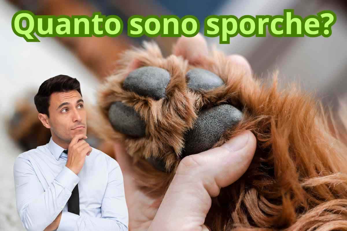 sporco zampe cani