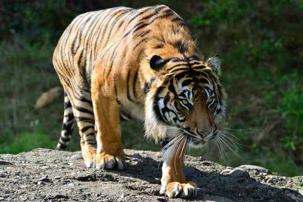 Tigre di Sumatra in natura