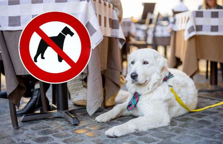 Un cane riposa accanto tavolo da pranzo