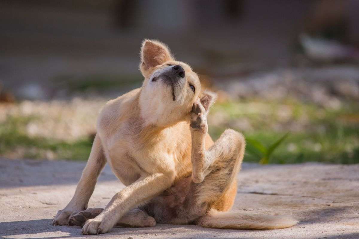 Un cane si gratta l'orecchio