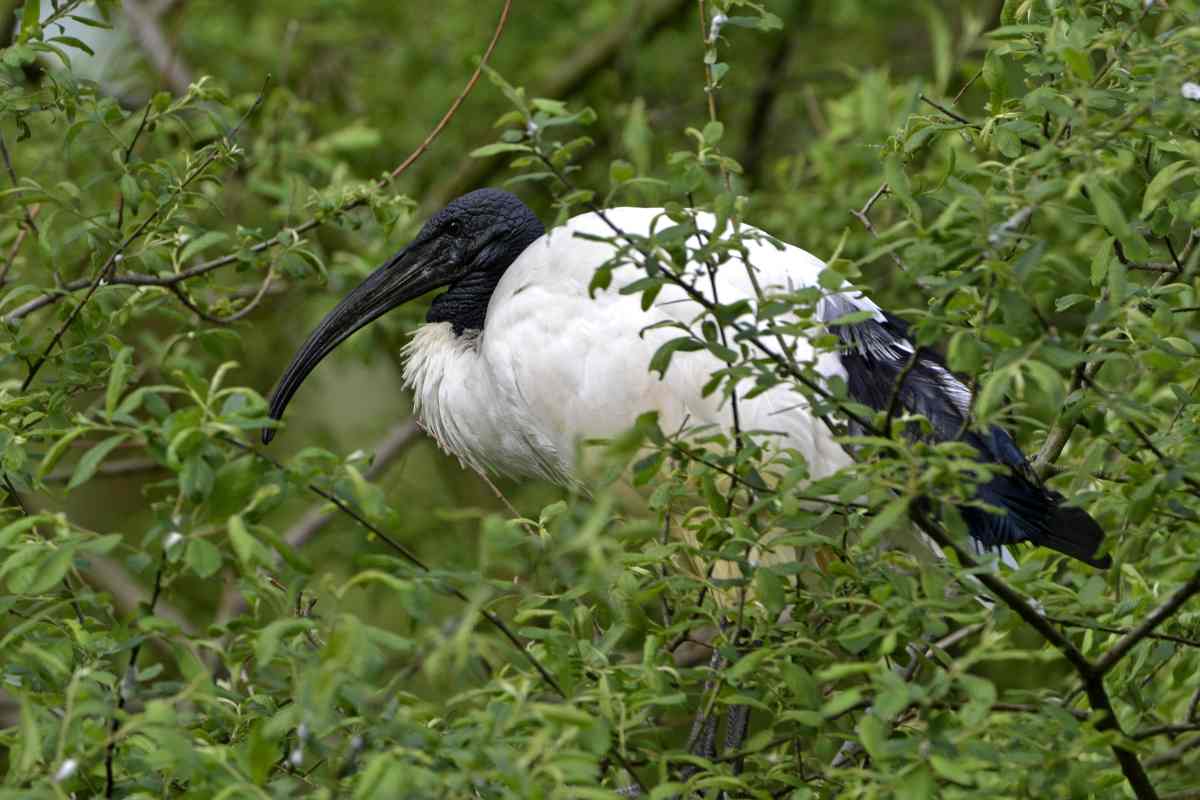 Ibis sacro a Roma