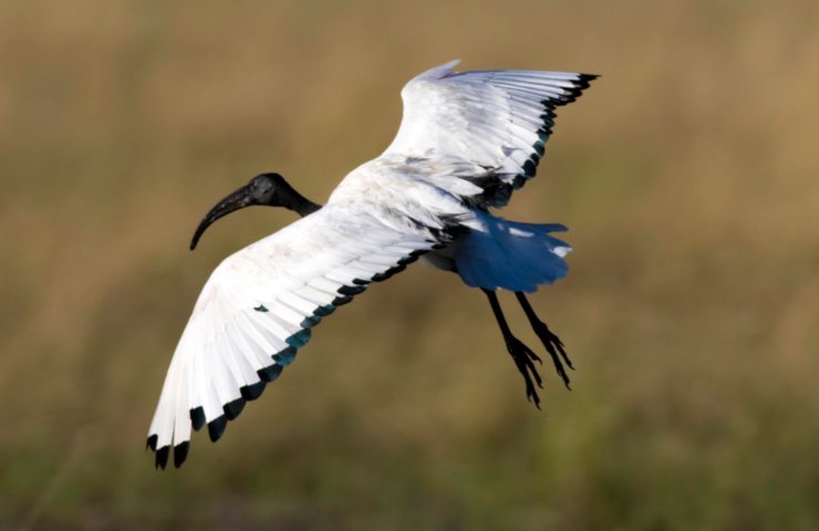 Esemplare di ibis sacro in volo