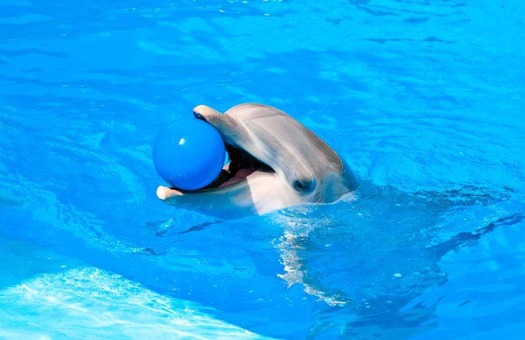 delfini parco acquatico