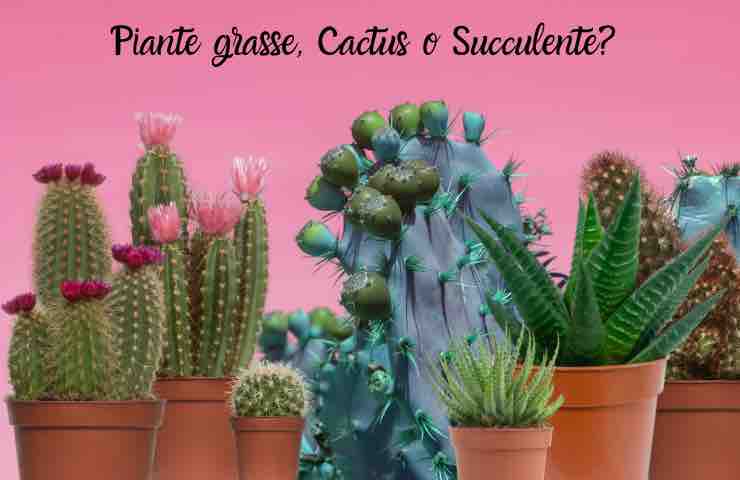 piante grasse cactus succulente differenza