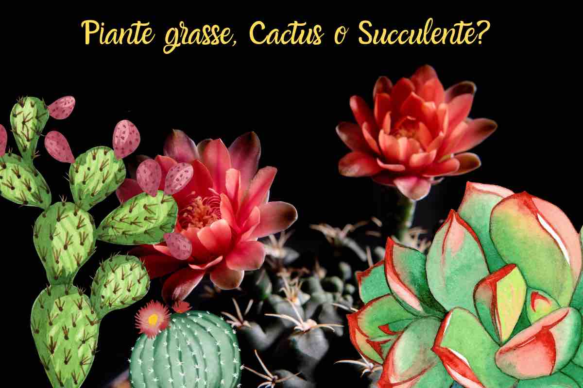 piante grasse cactus succulente differenza
