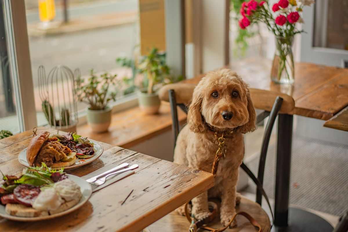 ristorante cani roma