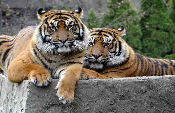 tigre Sumatra cucciolo roma