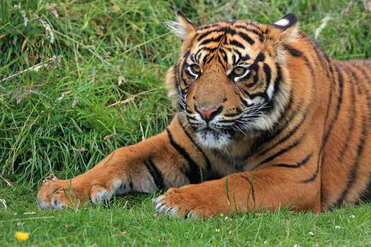 tigre Sumatra cucciolo roma