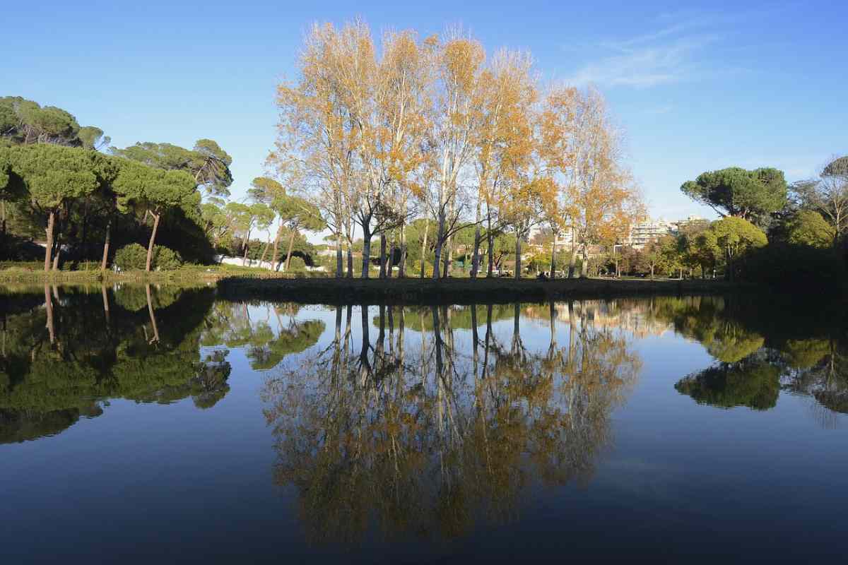 Alberi di villa Ada sul laghetto