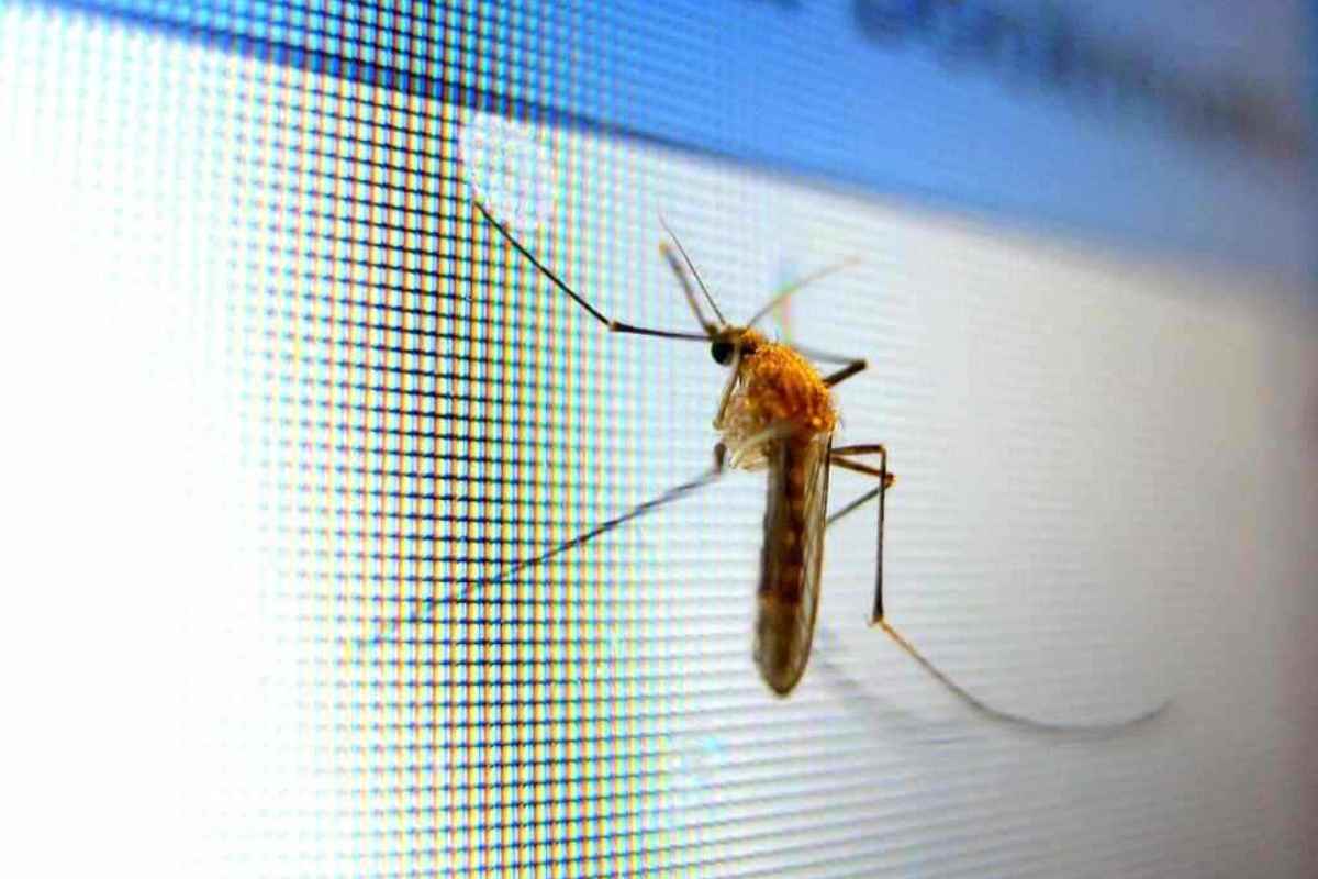 zanzara sul monitor