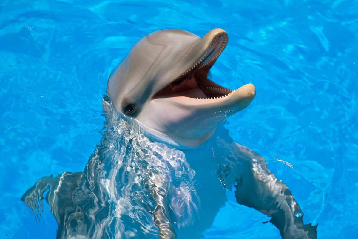 nuotare delfini zoomarine