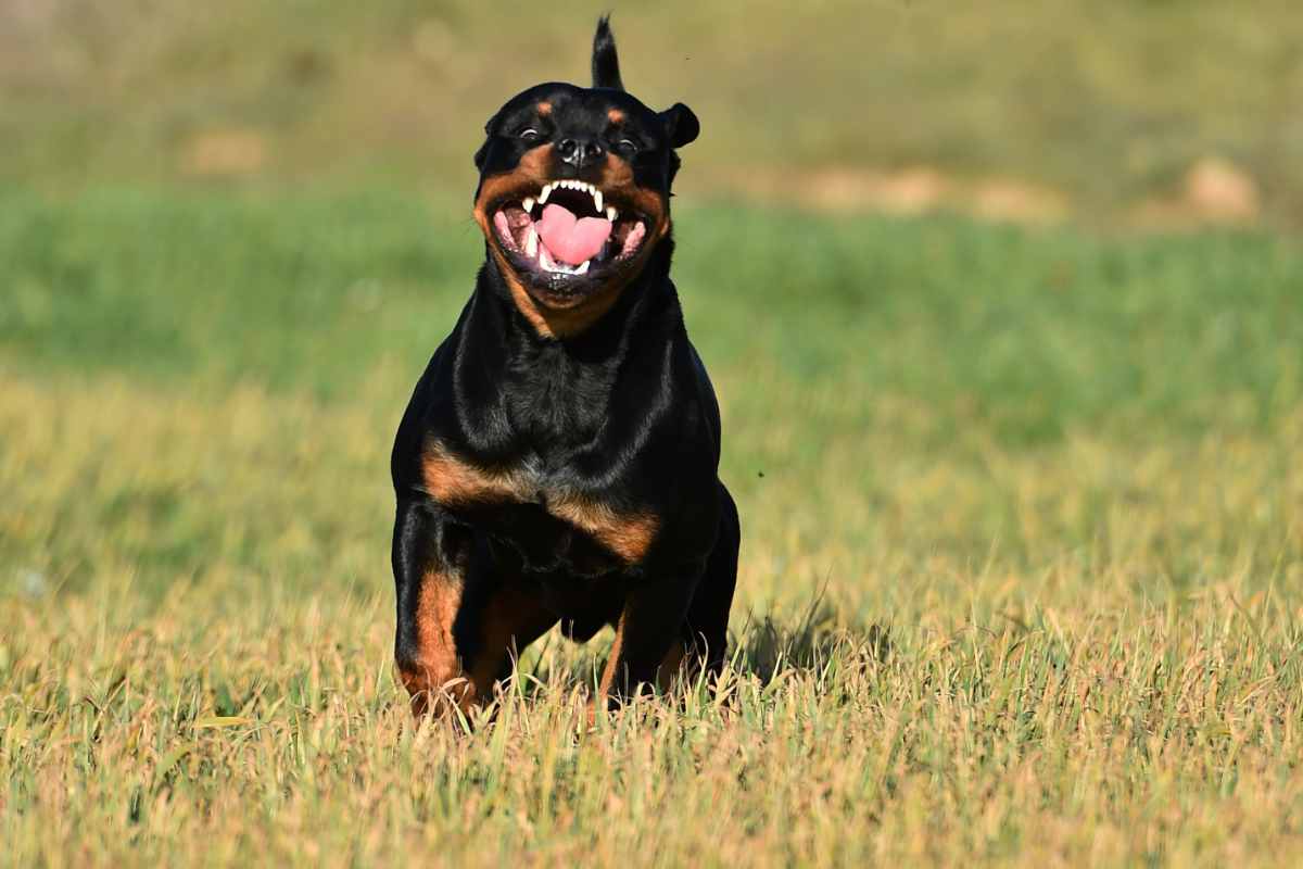 Rottweiler